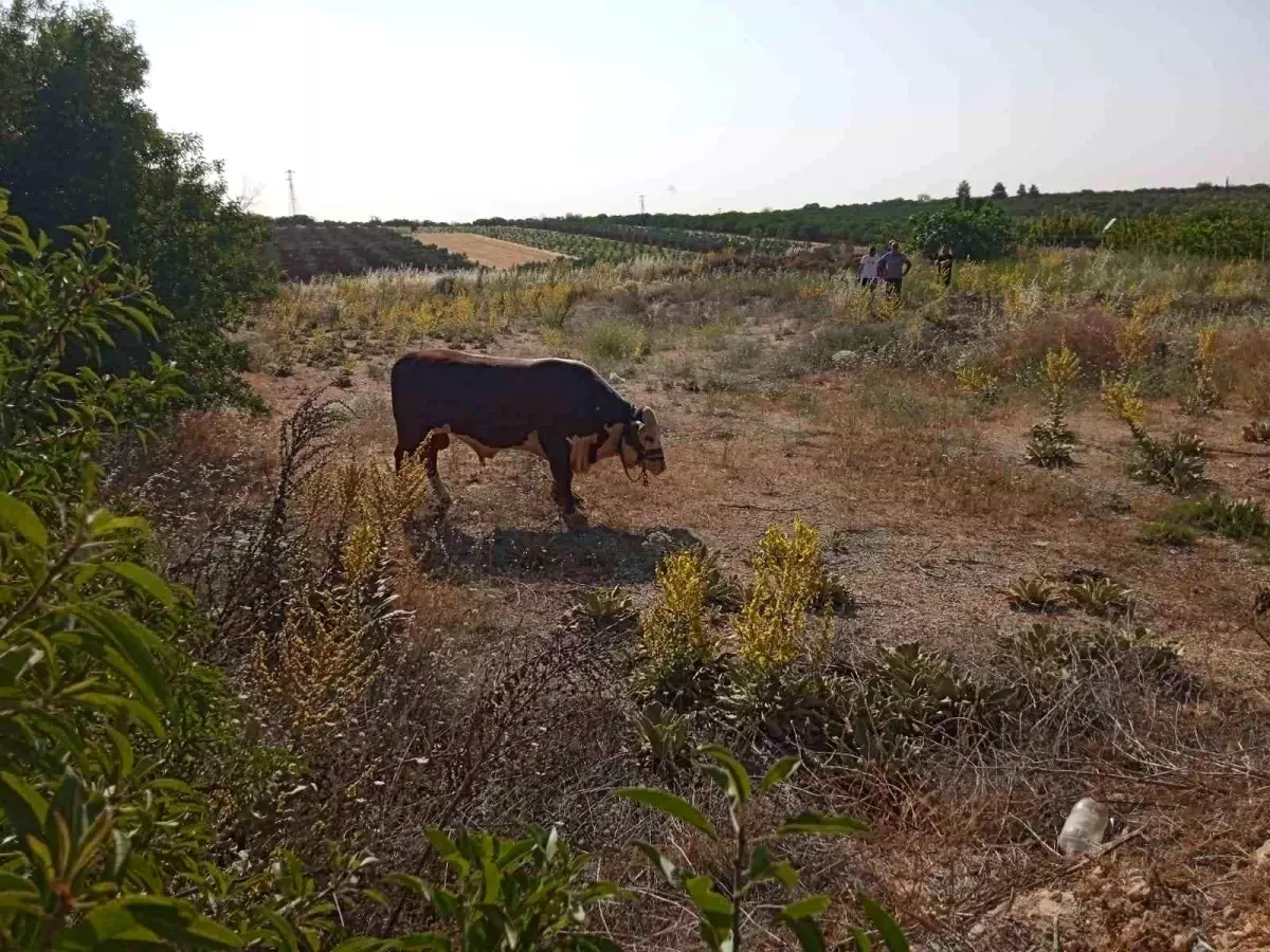 Gaziantep'te Kaçan Kurbanlık Dana Yakalandı