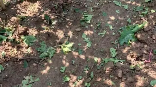 Sarıgöl'de Fırtına ve Dolu Korkuttu