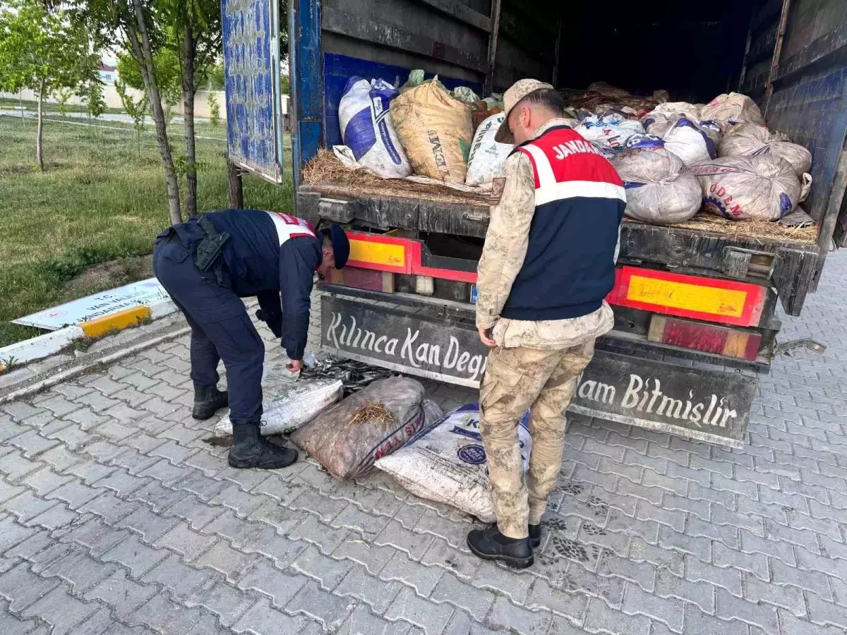 Muradiye'de 19 Ton Kaçak İnci Kefali Ele Geçirildi
