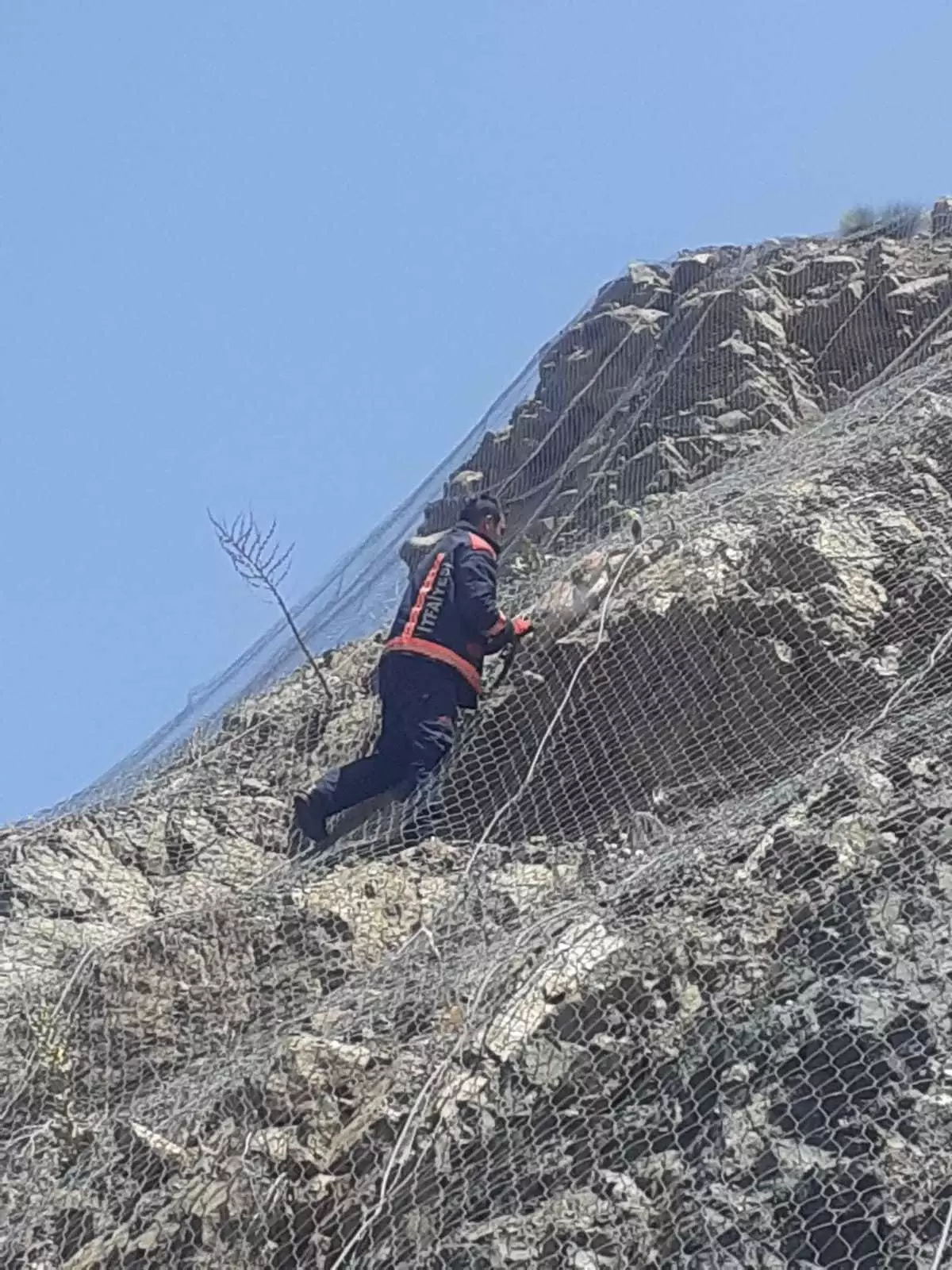 Malatya'da Yabani Keçiler Kurtarıldı