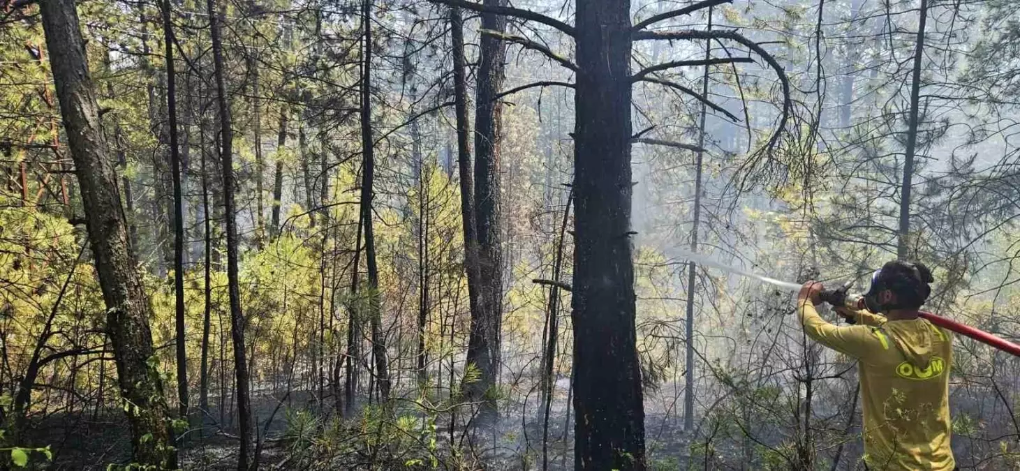 Bolu'da Orman Yangını: Elektrik Direğinden Sıçradı
