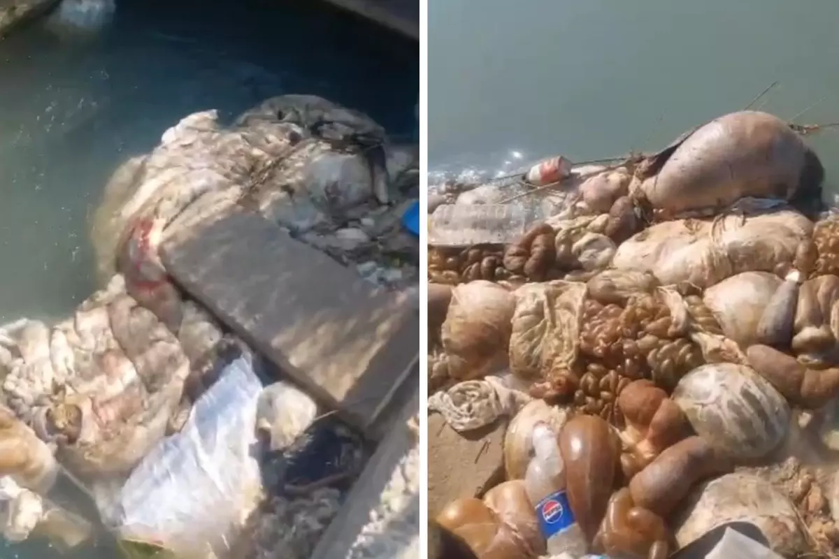Görüntüler mide bulandırdı! Adana'da kurban sakatatlarını sulama kanalına attılar
