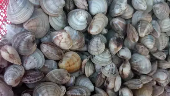 Deniz Ürünlerinde Üretim Güncel Raporu