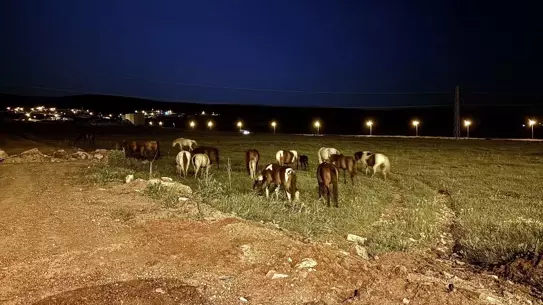 Yılkı Atları Ulaşımı Aksattı