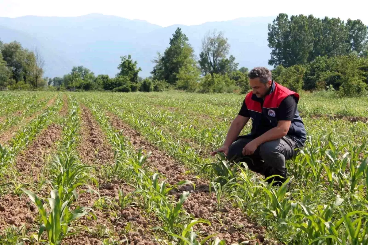 Düzce'de Mısır Üreticisine Sigorta Duyurusu