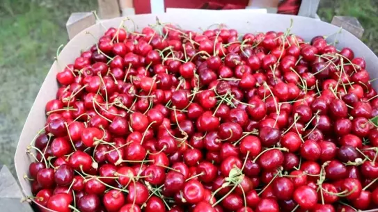 Erzincan'da Kiraz Hasadı Başladı