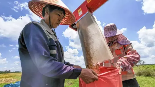 Hainan'da Pirinç Hasadı Başladı