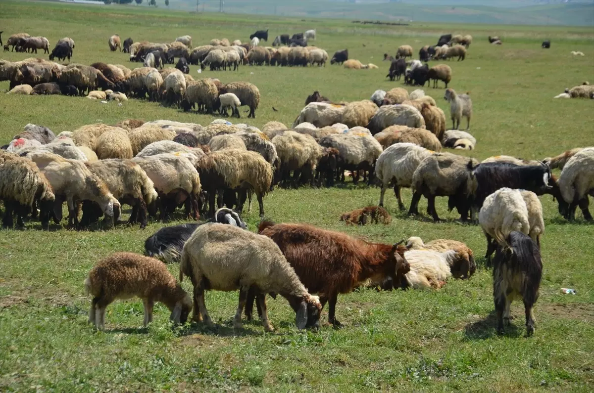 Besiciler Yaylaya Çıktı