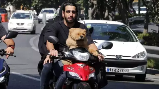İran'da Köpek Gezdirme Yasağı Genişletildi