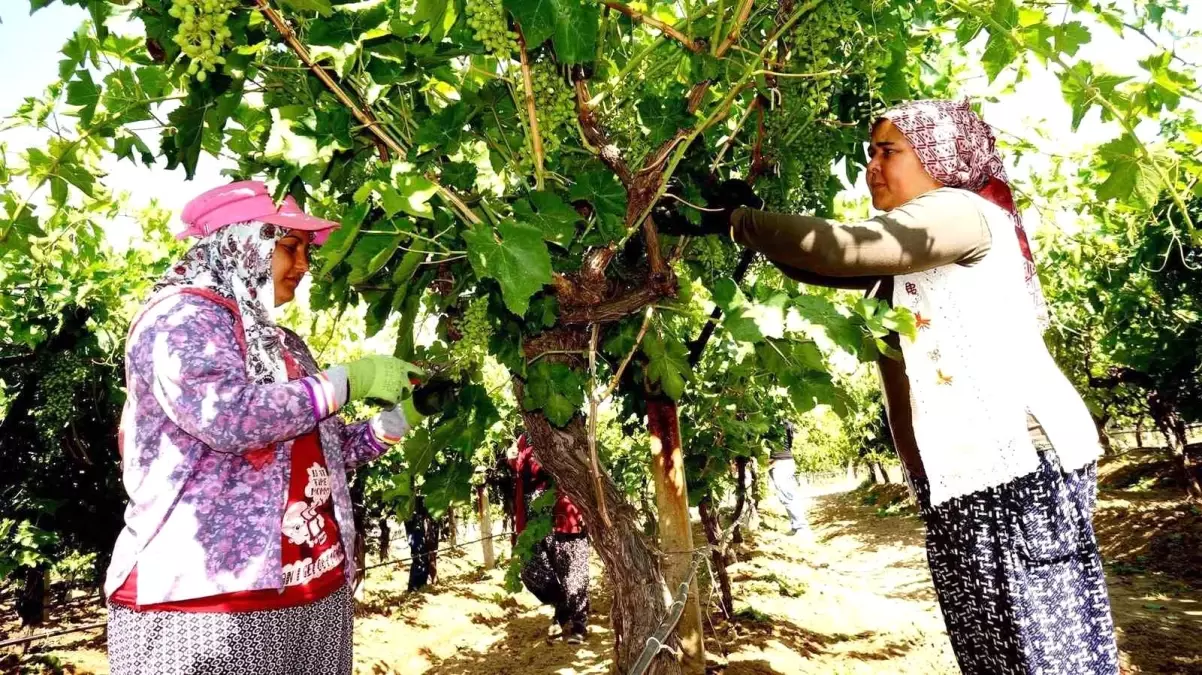 Sarıgöl'de Üzüm Bağı Bakımı Başladı