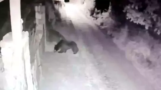 Karabük'te Ayı Kapıyı Açtı