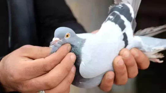 Erzincan'da Kuş Sevdası